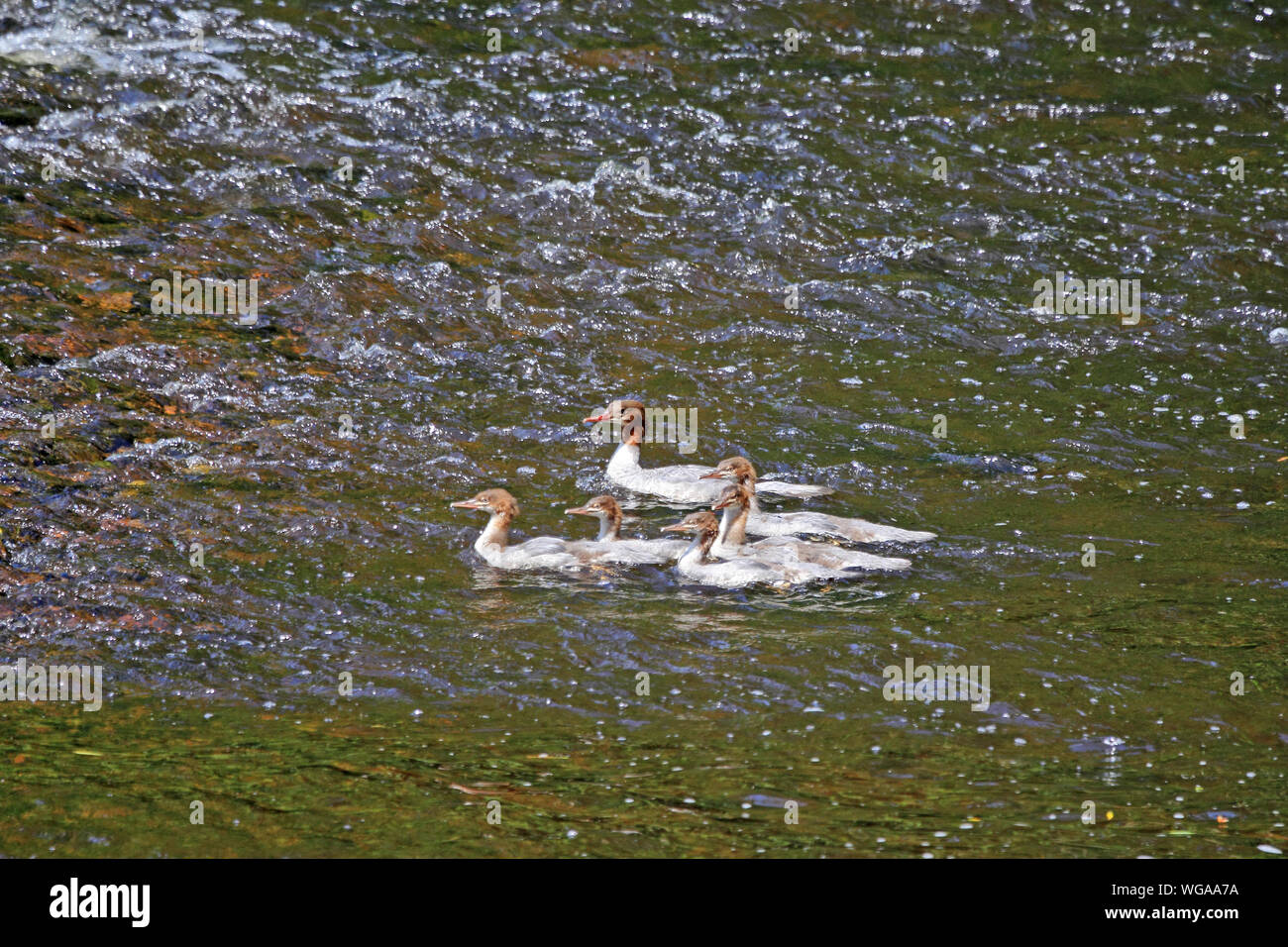 Weibchen Gänsesäger (Mergus Merganser), mit jungen, Schwimmen auf dem Fluss Calder. Stockfoto