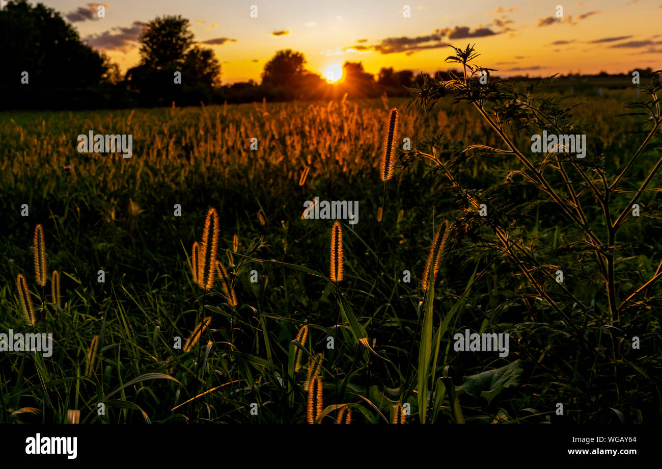 Ein Blick auf den Sonnenuntergang und einem goldenen zu Pflanzen, Federn an einem sommerlichen Abend schauen Stockfoto