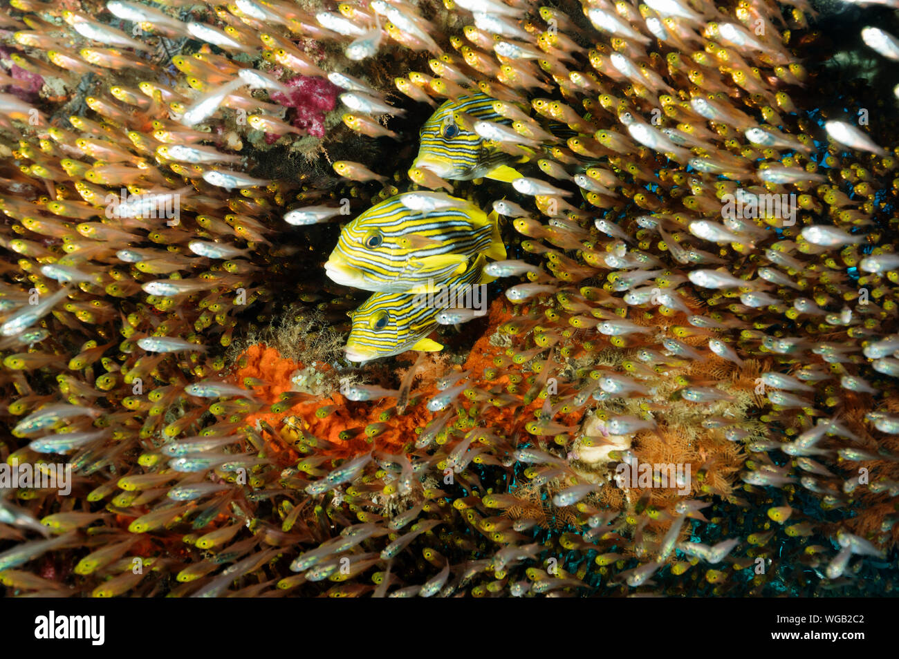 Farbenfrohes Riff scenic mit Ribbon Süßlippen, Plectorhinchus polytaenia und golden Kehrmaschinen, Parapriacanthus ransonneti, Raja Ampat Indonesien. Stockfoto