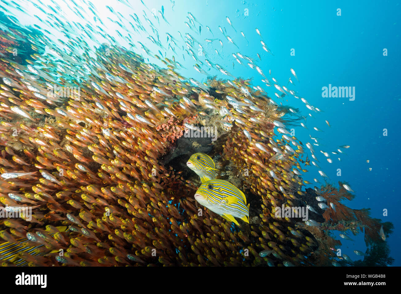 Farbenfrohes Riff scenic mit Ribbon Süßlippen, Plectorhinchus polytaenia und golden Kehrmaschinen, Parapriacanthus ransonneti, Raja Ampat Indonesien. Stockfoto