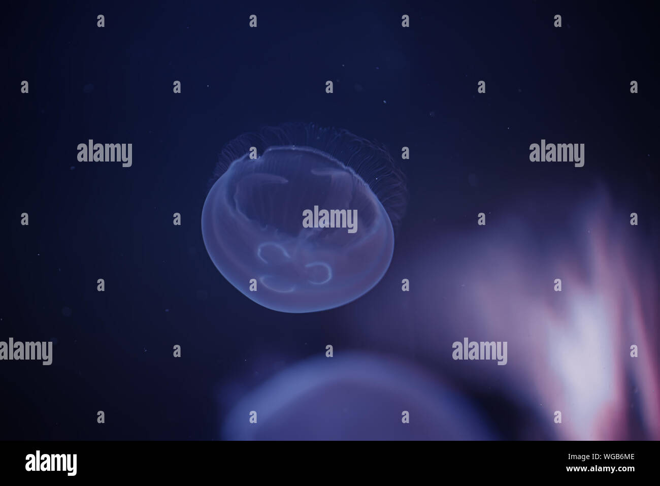 Meer Ohrenquallen Schwimmer im tiefen blauen Wasser Stockfoto