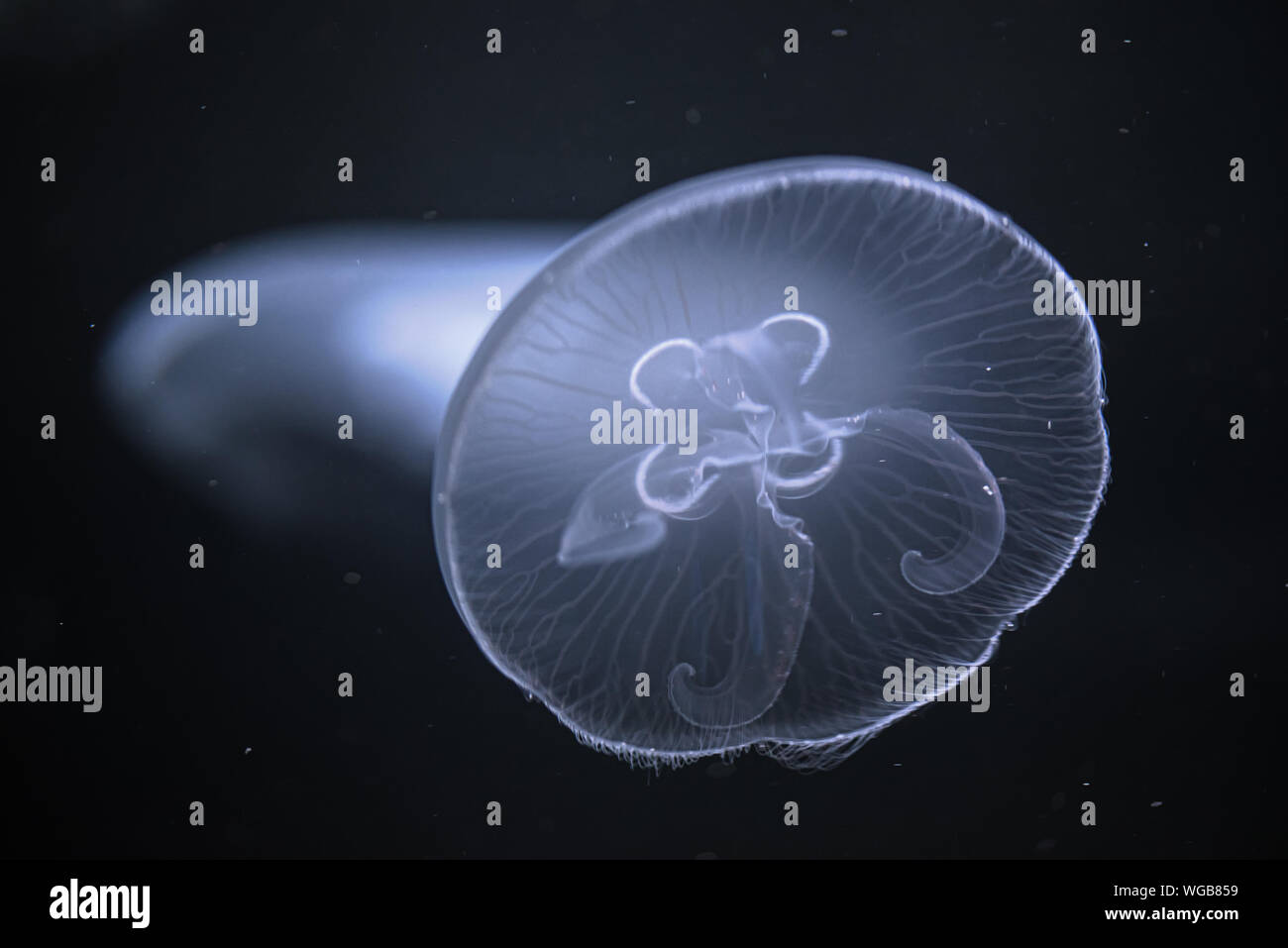 Meer Ohrenquallen Schwimmer im tiefen blauen Wasser Stockfoto