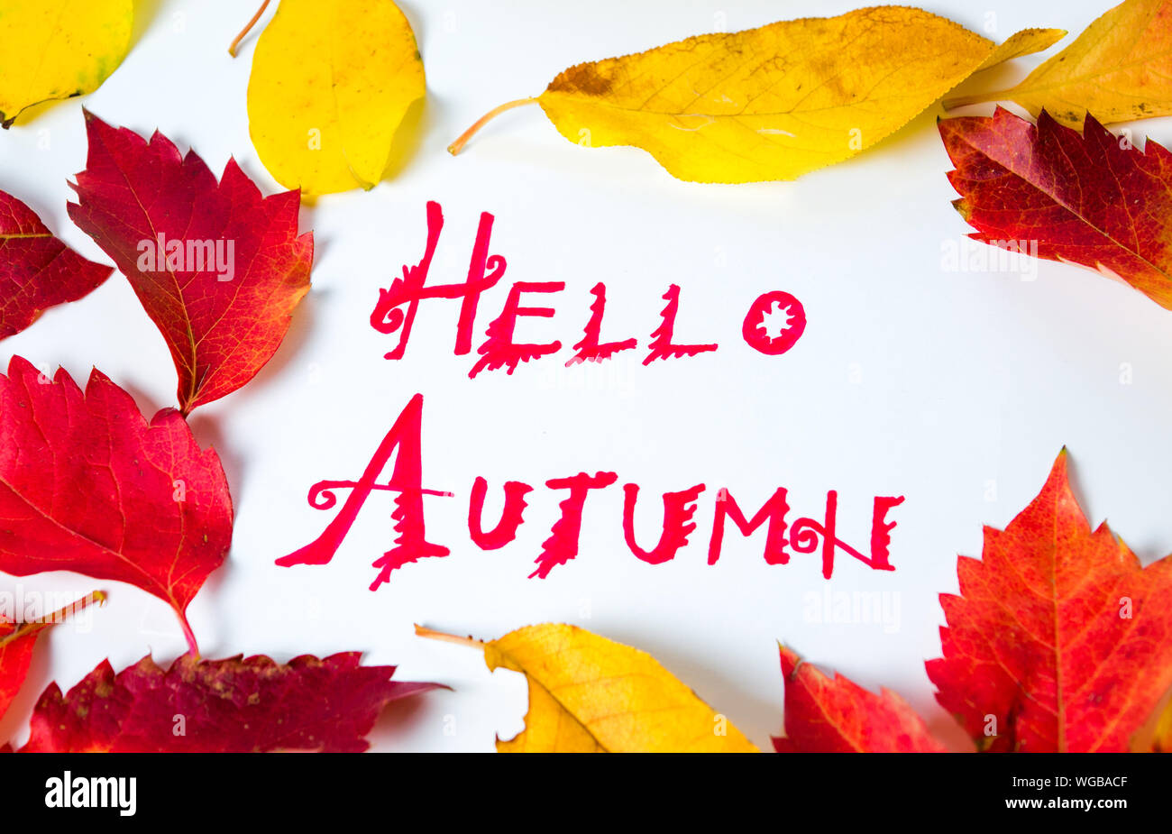 Hallo Herbst Kalligraphie Hinweis mit Laub auf weißem Papier Stockfoto