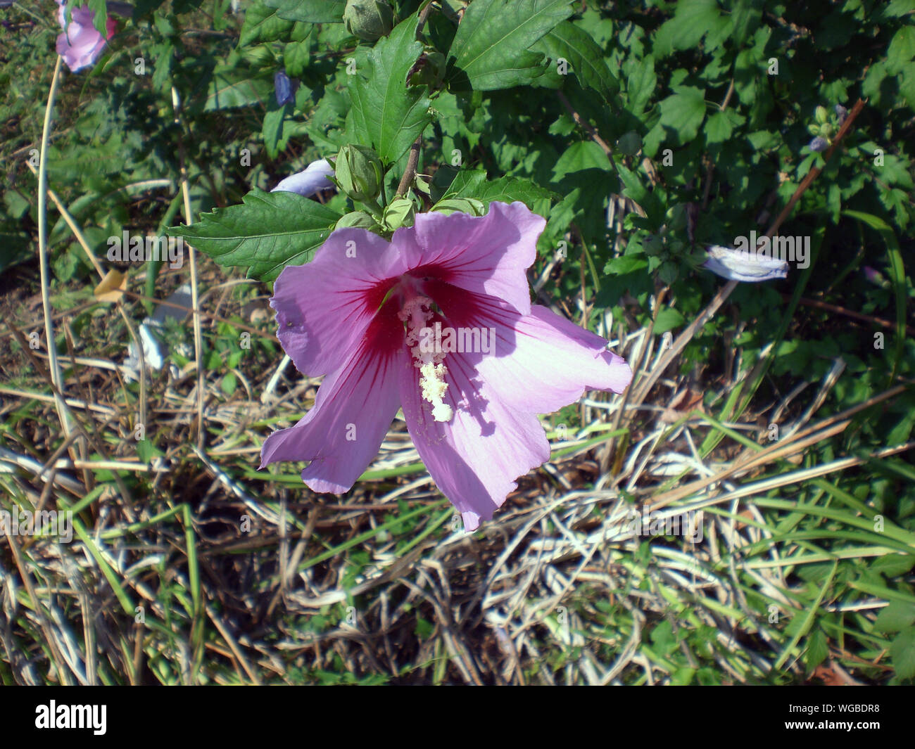 Purple Hibiscus syriacus in voller Blüte Stockfoto