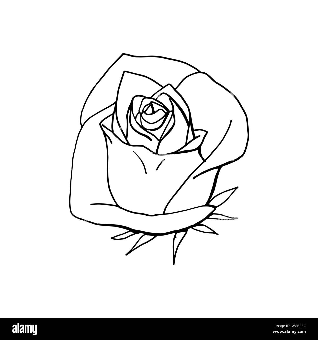 Hand gezeichnet Rose Blume. Floral Design Element isoliert auf weißem Hintergrund. Vektor Illustration. Stock Vektor