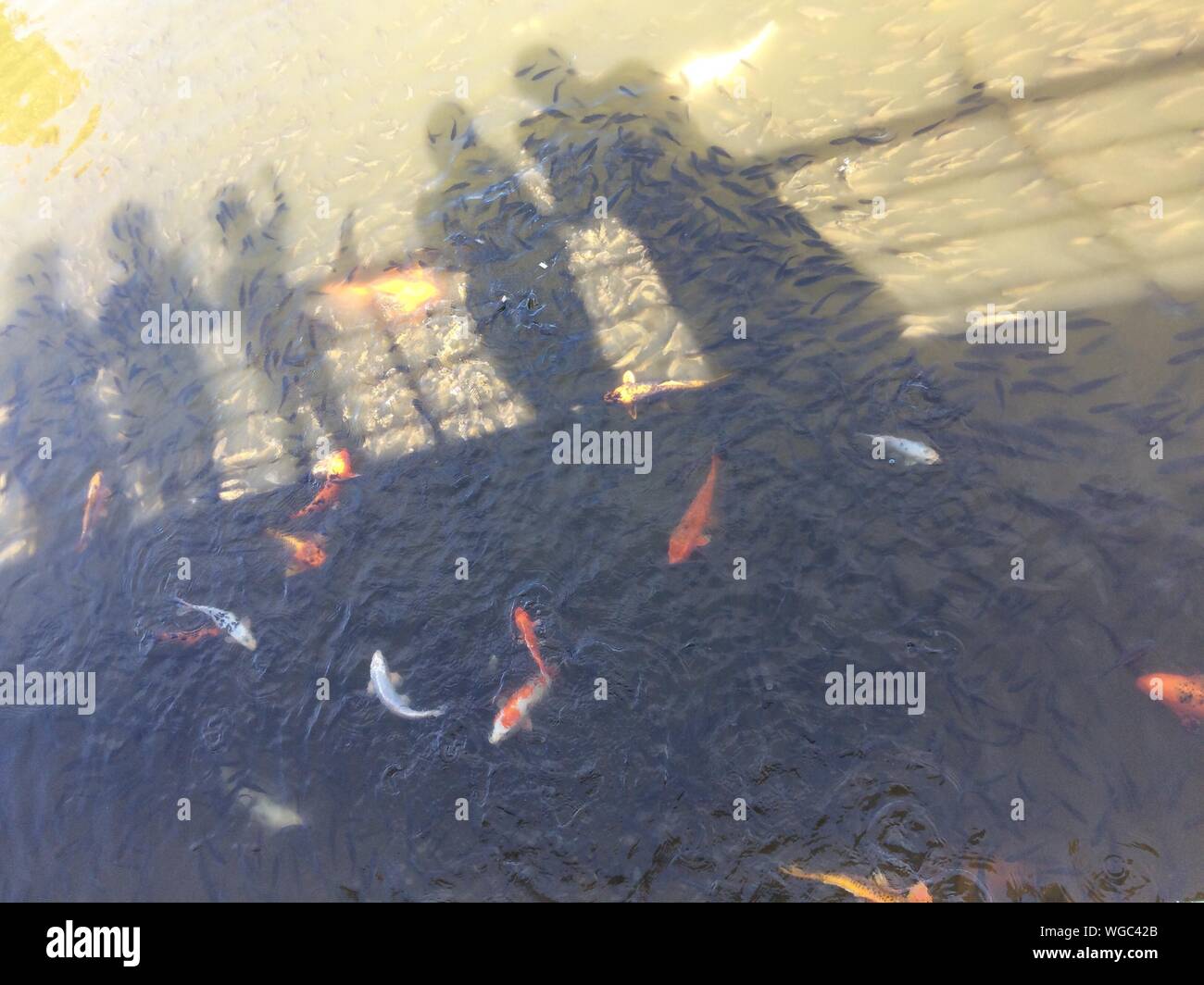 Schatten fisch Fotos und Bildmaterial in hoher Auflösung Alamy