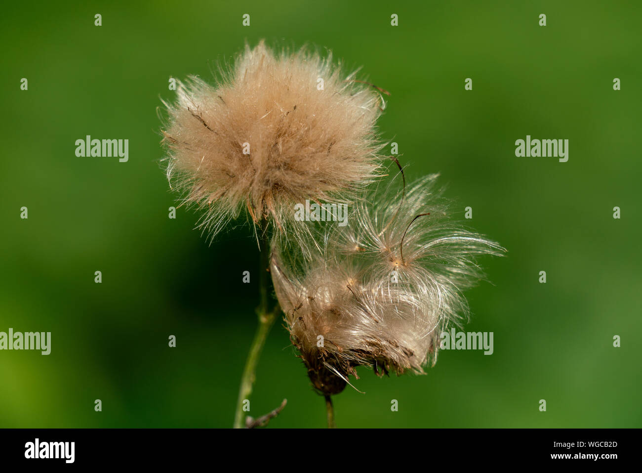 Makroaufnahme der flauschigen Samen Kugeln einer blühte Blüte im Herbst mit einem verschwommenen Grün bokeh Hintergrund Stockfoto