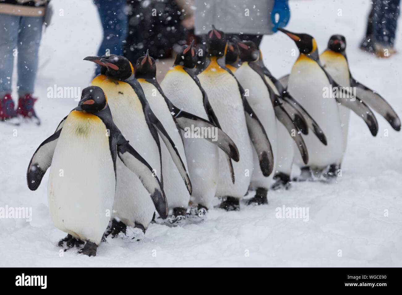 Hohe Betrachtungswinkel und der Pinguin auf Schnee im Winter Stockfoto