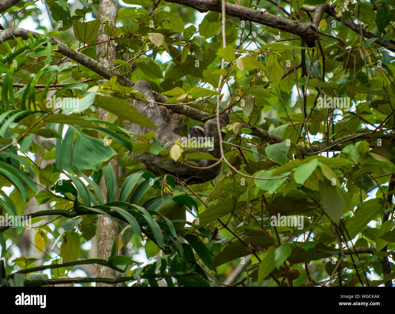 Wild drei toed Sloth Bradypus Costa Rica Stockfoto