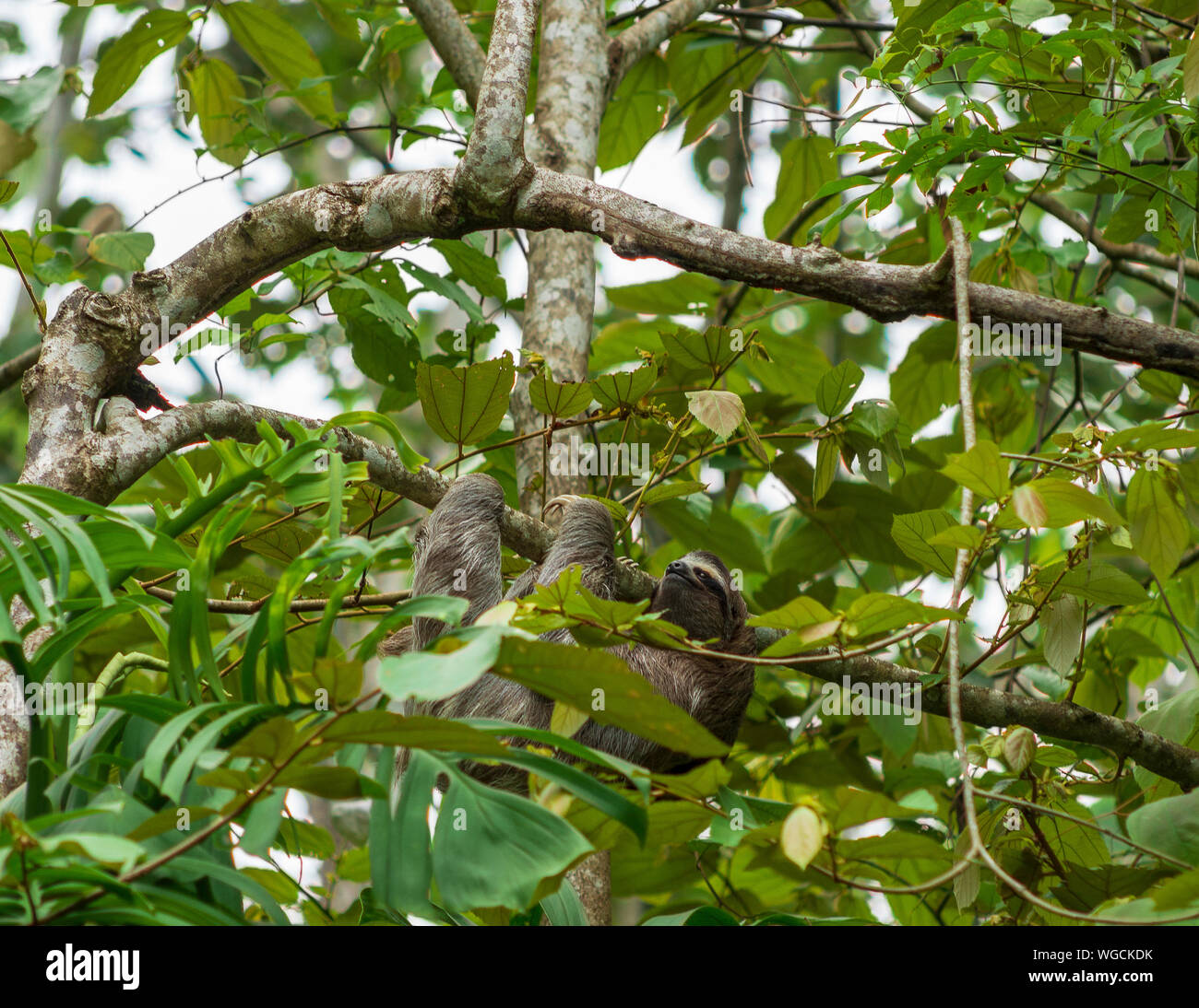 Wild drei toed Sloth Bradypus Costa Rica Stockfoto