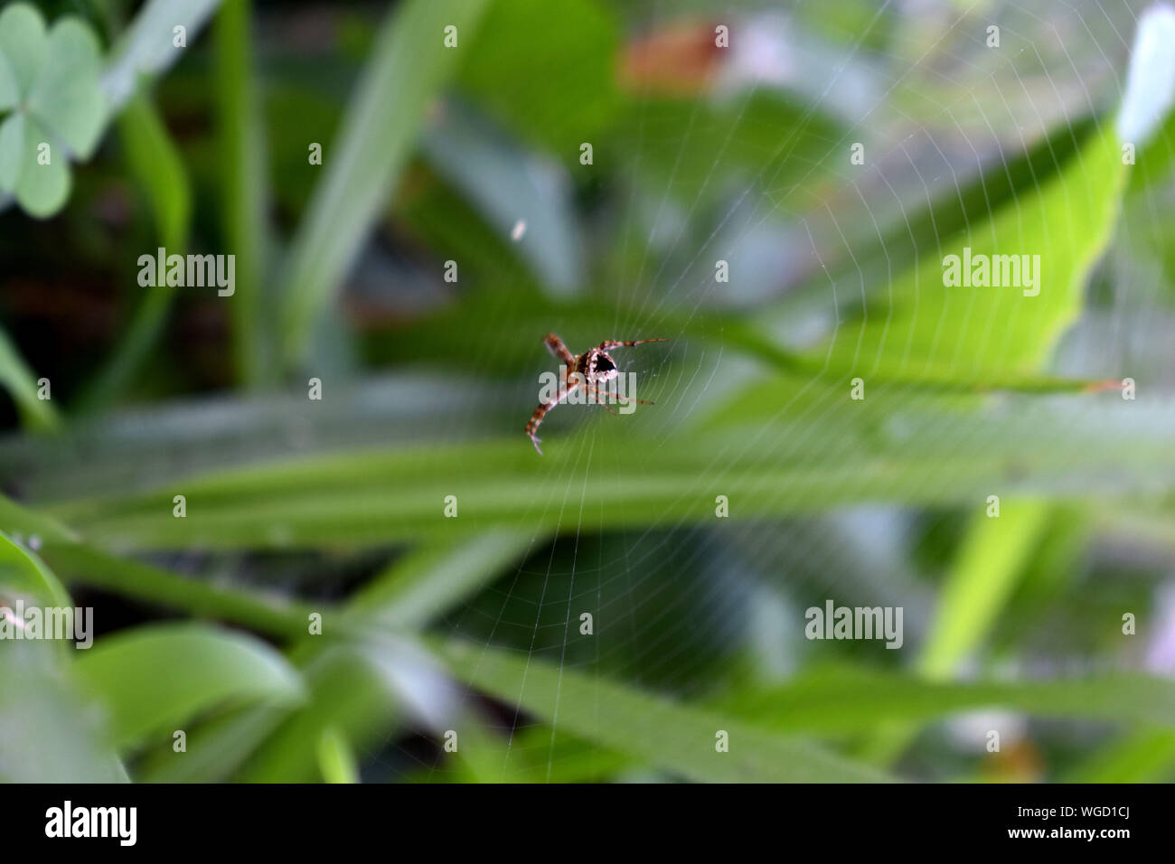 Spider ruht auf Web Stockfoto