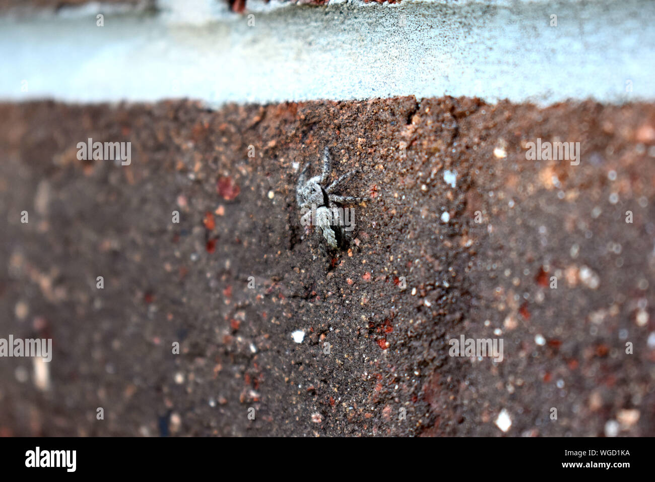 Grau Jumping Spider ruht auf Wand Stockfoto