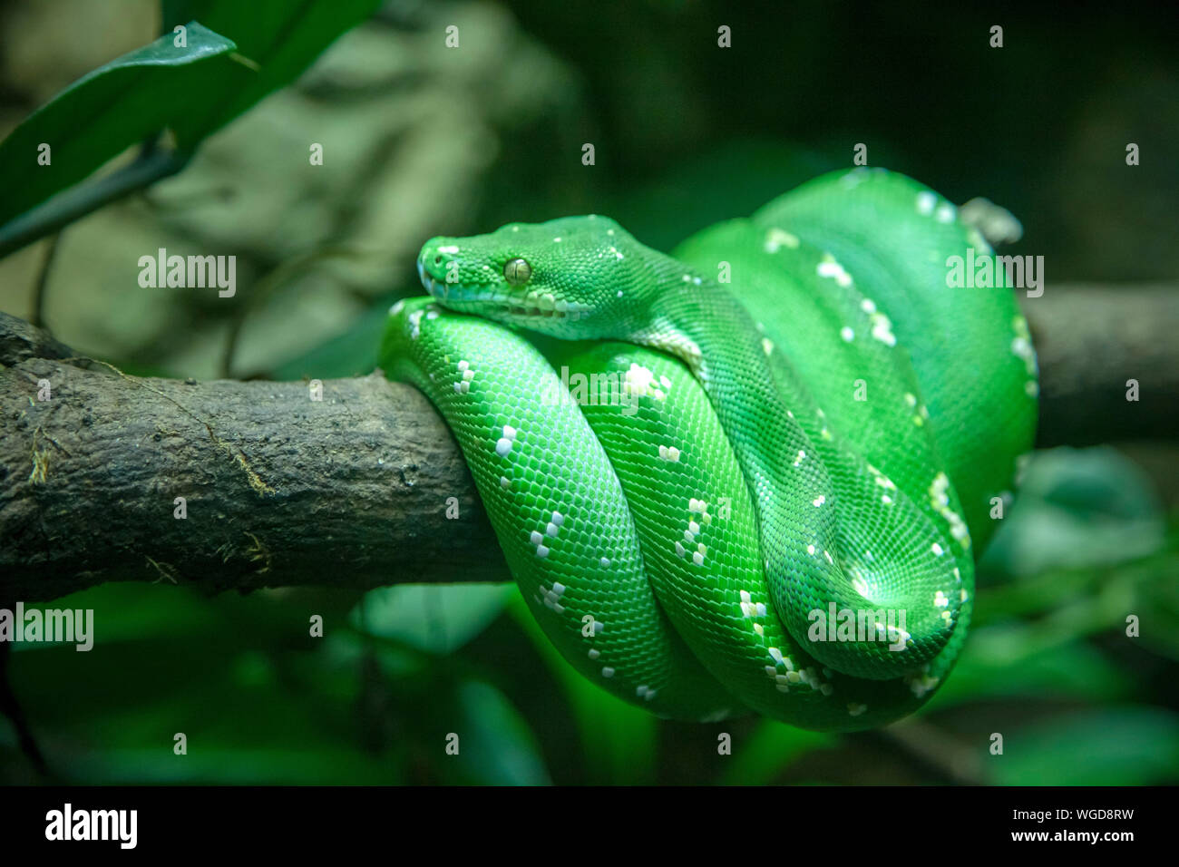Green Tree Python warten auf das Mittagessen - Cotswold Wildlife Park 2019 Stockfoto