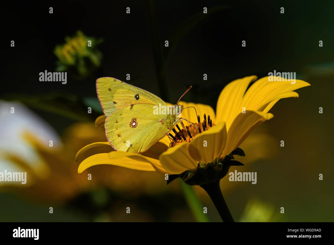 Orange Schwefel Schmetterling oder Colias eurytheme auf mehrjährige Sonnenblume. Stockfoto