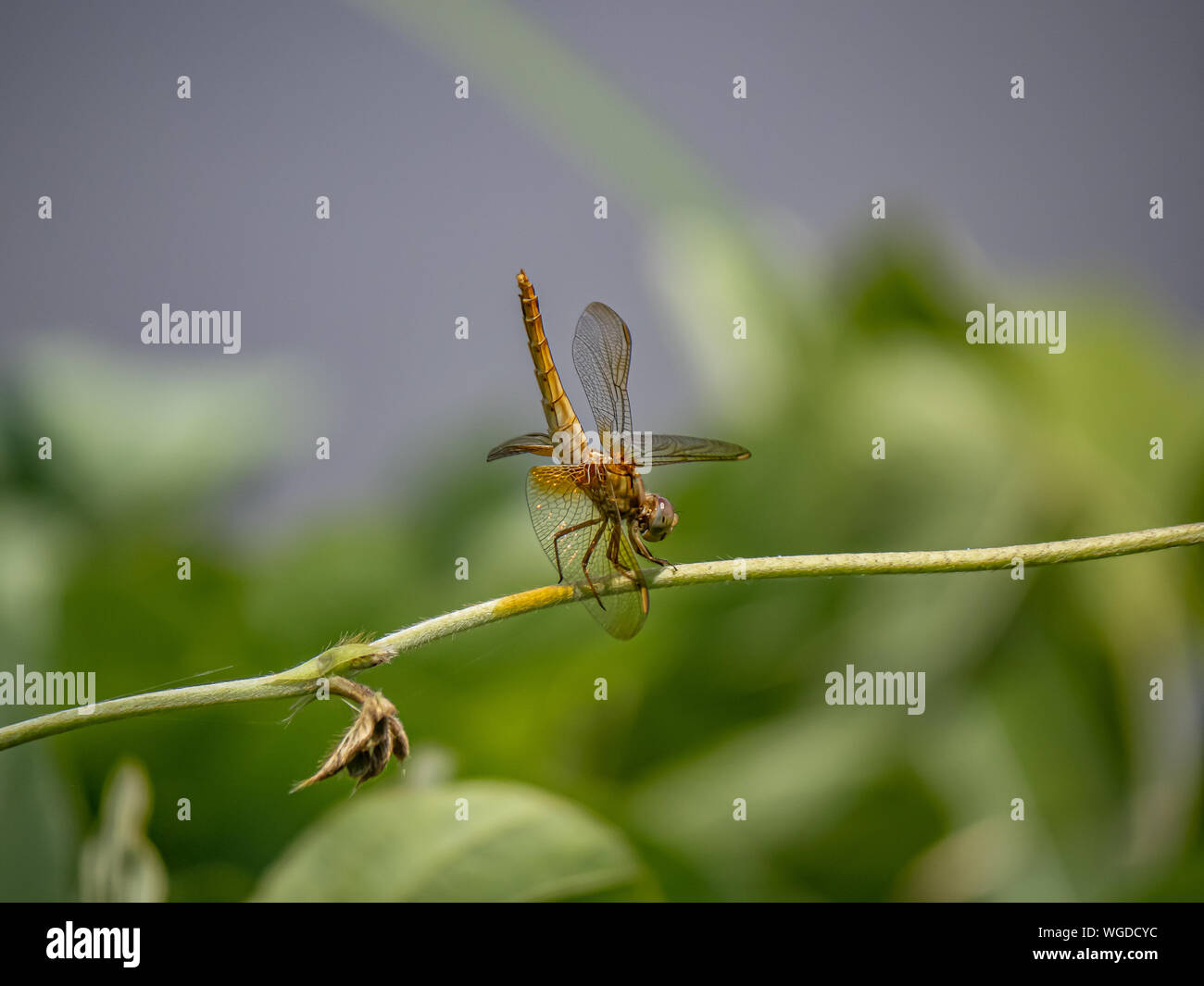 Eine japanische Frau scharlach Skimmer, Crocothemis servilia mariannae, Sitzstangen auf einem Weinstock neben einem bewässerungskanal in Saza Dorf, Japan. Stockfoto