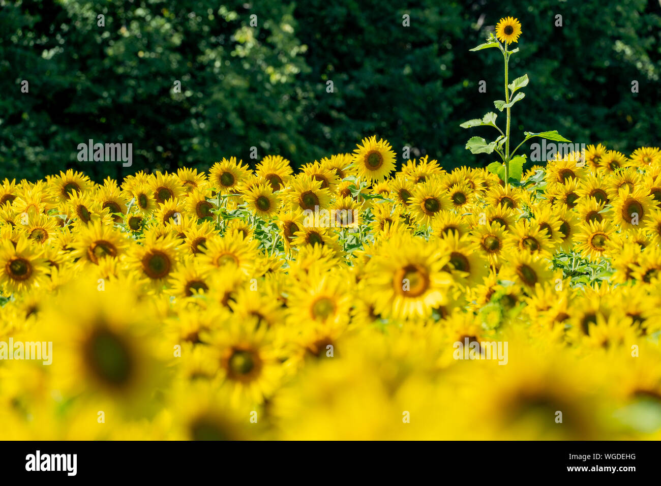 Eine einsame Sonnenblume, die sich in einem Feld von blühenden Blumen. Konzept für sich in einer Menschenmenge Stockfoto