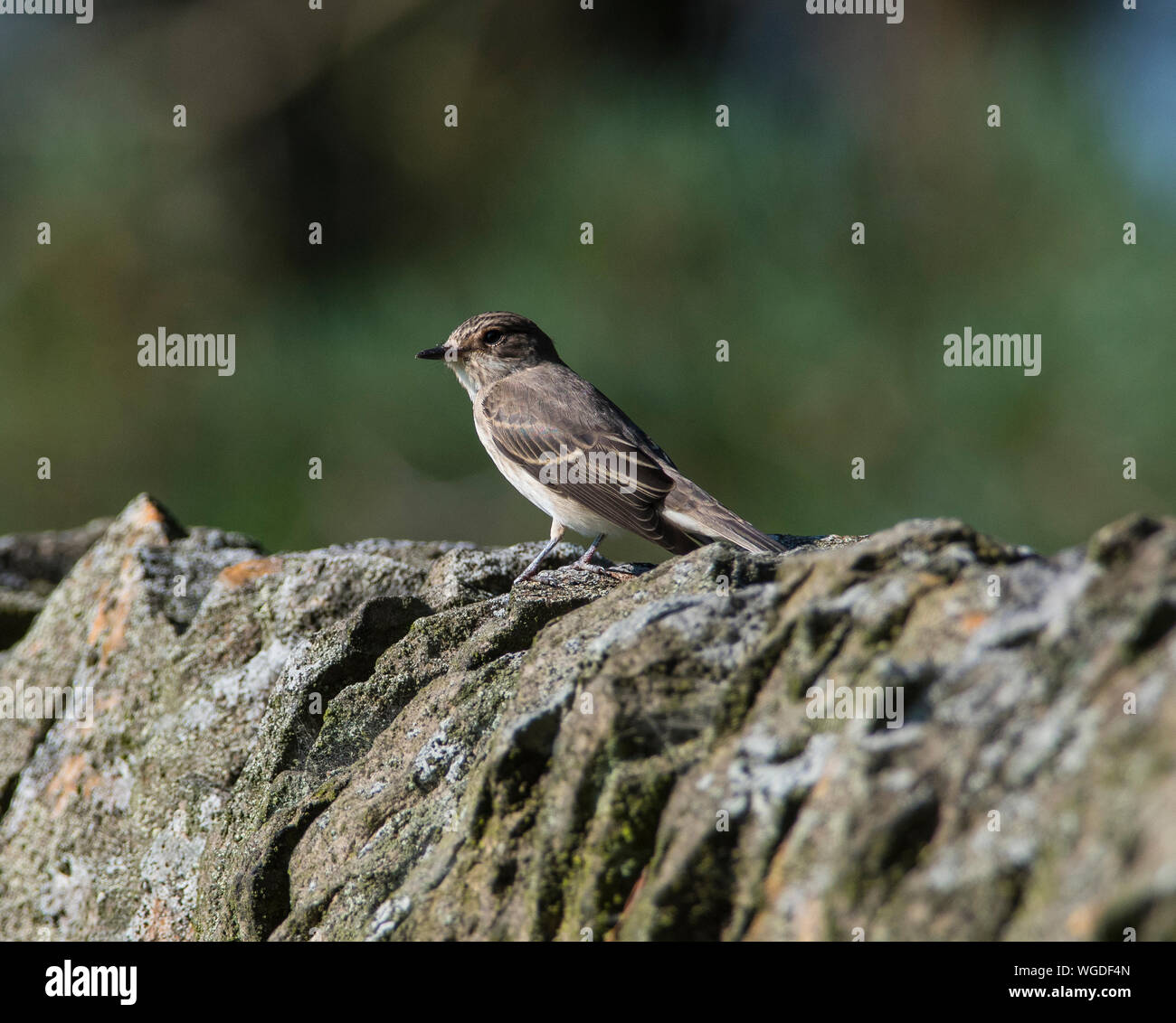 Gefleckte Schopftyrann (Muscicapa Striata) saß auf einer Steinmauer im Peak District Stockfoto