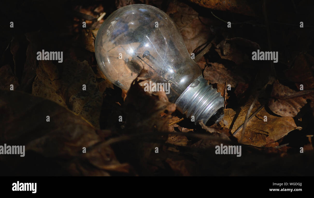Glühlampe auf trockenem Laub Stockfoto