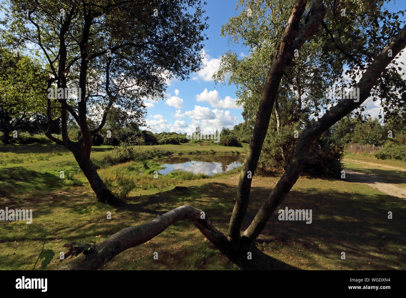 Headley Heath, Großbritannien. 1. September 2019. Der meteorologische Kalender definiert den ersten Tag der Herbst als am 1. September. Aber Headley Heide, in der Nähe von Epsom, Surrey, es war ein schöner Morgen Sonnenschein, Wärme und blauer Himmel, unter den Bäumen am Brimmer Teich. Credit: Julia Gavin/Alamy leben Nachrichten Stockfoto