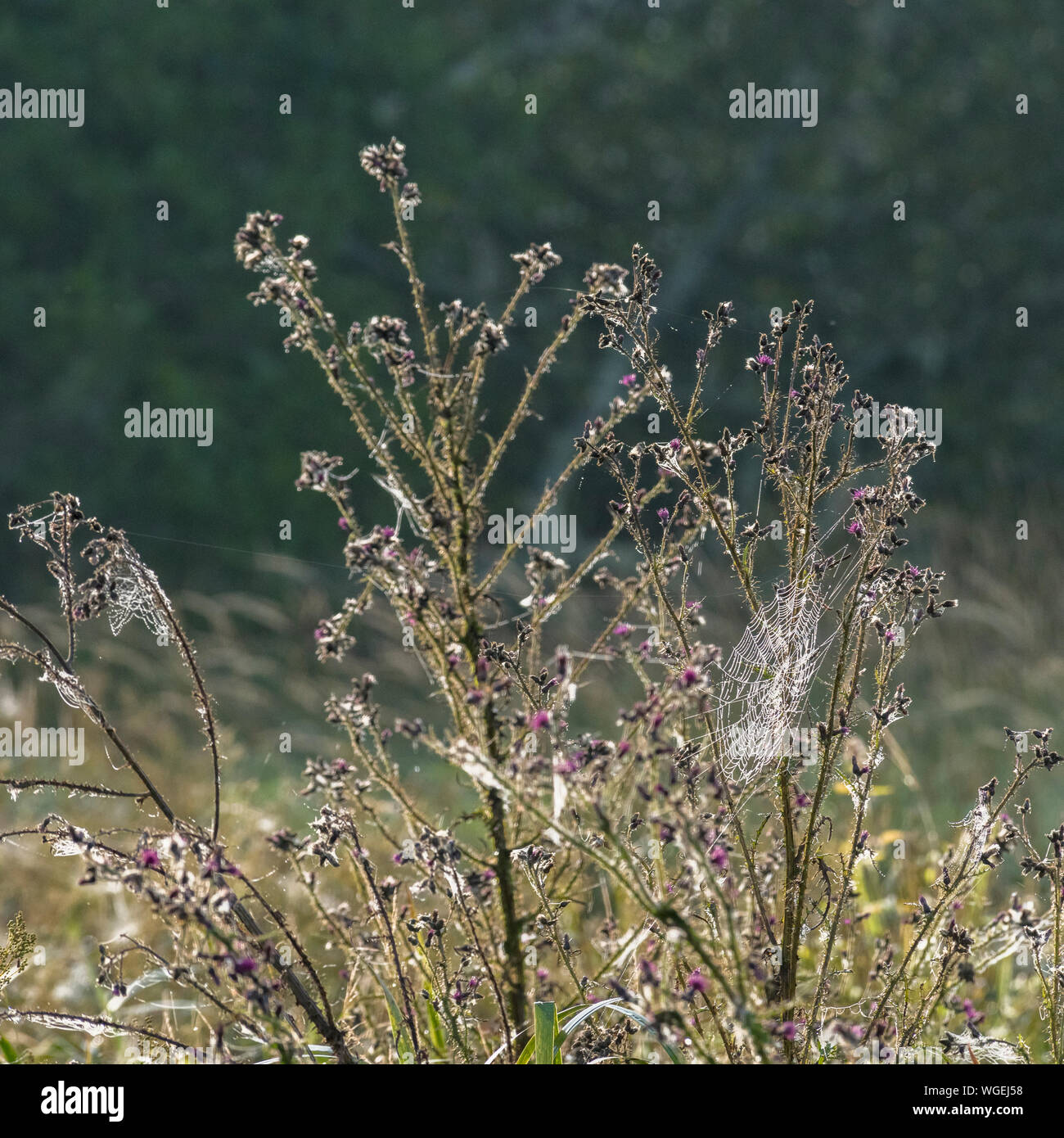 Am Ende der Saison Marsh Thistle/Cirsium palustre am Morgen Sonnenschein und sonnendurchfluteten Tautropfen in Spinnennetz (RHS) Stockfoto