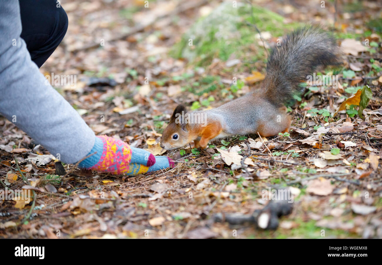 Kleine graue Eichhörnchen essen Essen aus der Hand Stockfoto