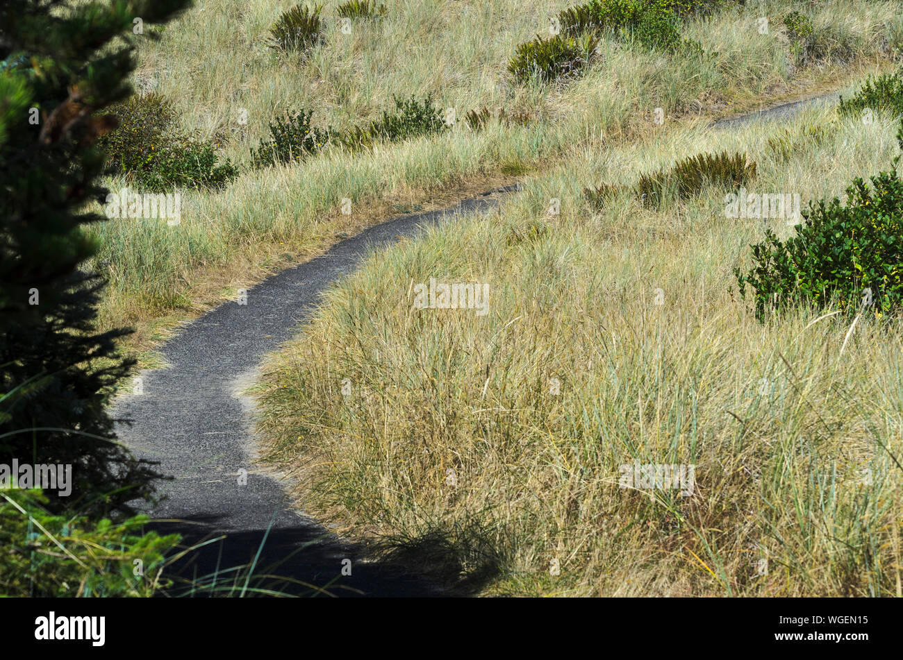 Gepflasterter Weg über grasbewachsenen Dünen zum Strand von South Beach State Park in der Nähe von Newport, Oregon Stockfoto