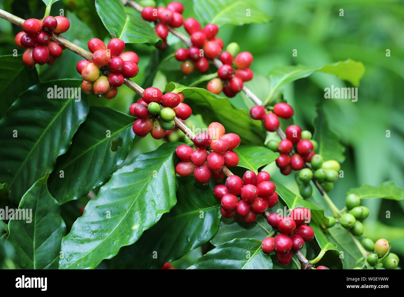 Reif/Beeren Stockfoto