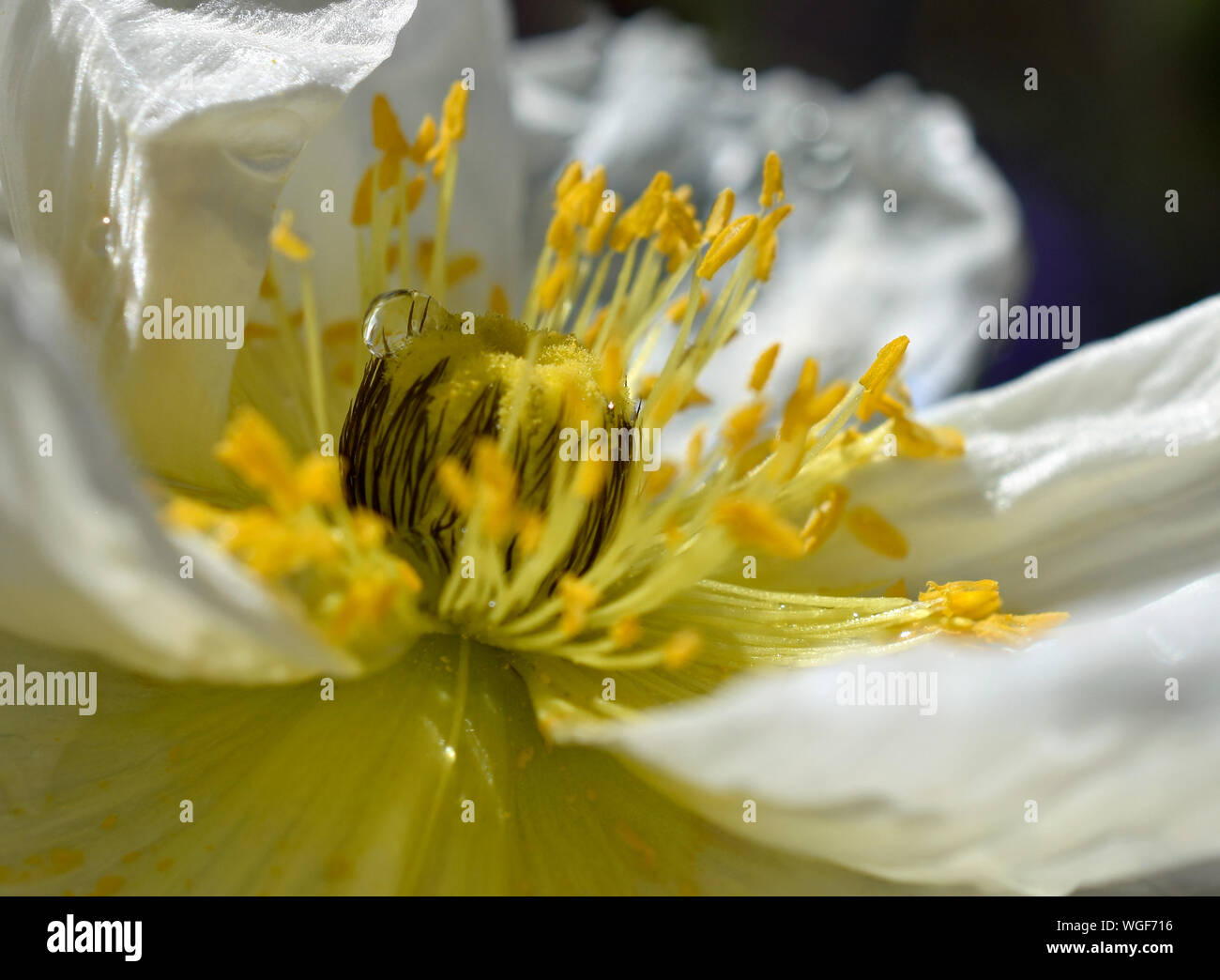 Garten Poppy nach kurzer Frühling Regen. In den Botanischen Gärten in Albuquerque, New Mexico fotografiert. Stockfoto