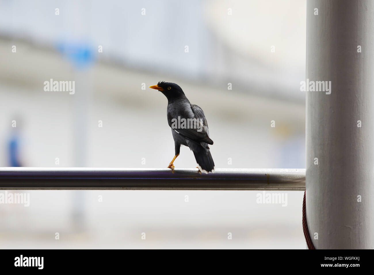 Vogel Hocken im Freien Stockfoto