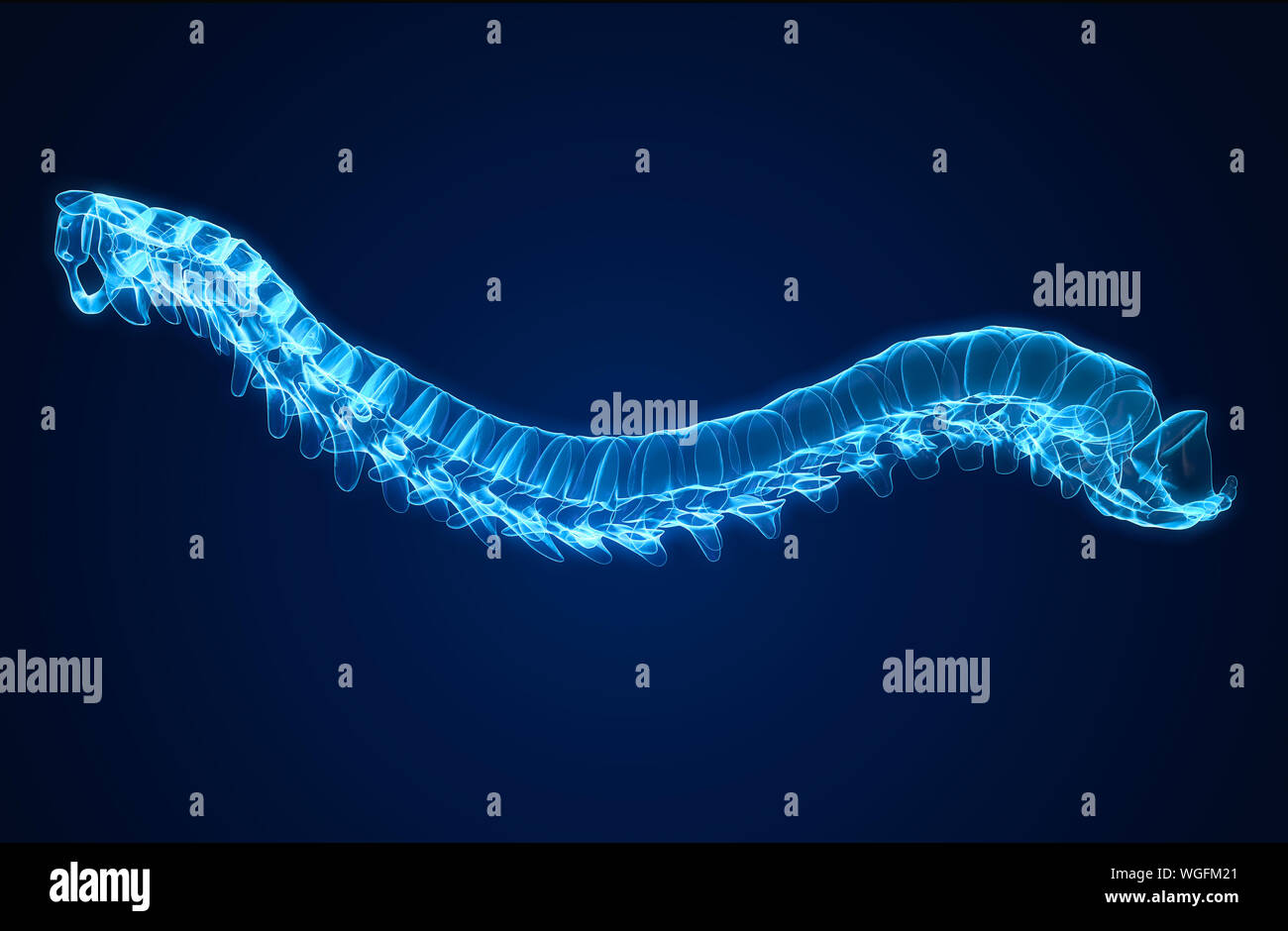 Medizinisch 3D-Abbildung: die menschliche Wirbelsäule oder der Wirbelsäule mit den Bandscheiben Stockfoto