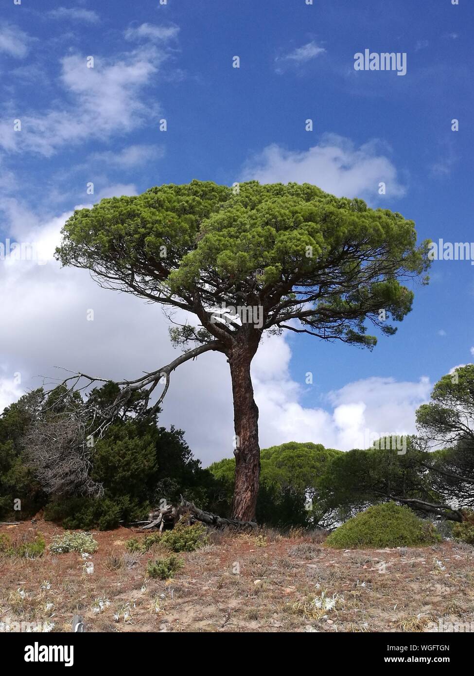 Single Tree auf Landschaft gegen Sky Stockfoto