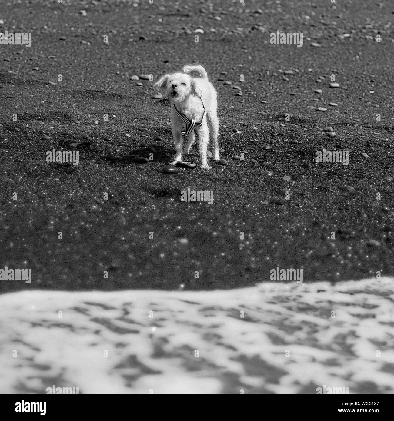 Bellender hund Schwarzweiß-Stockfotos und -bilder - Alamy
