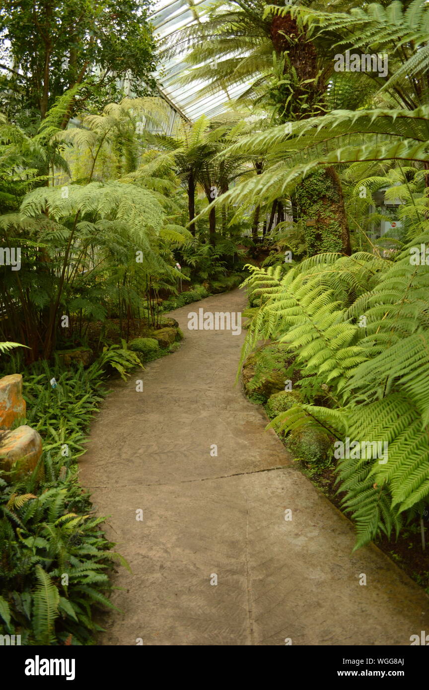 Wanderweg inmitten von Bäumen und Pflanzen im Gewächshaus im Royal Botanic Garden Edinburgh Stockfoto