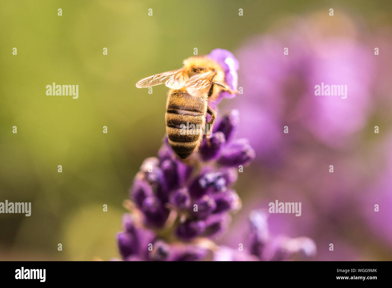 Die bestäubung mit Biene und Lavendel bei Sonnenschein, sonnig Lavendel Stockfoto