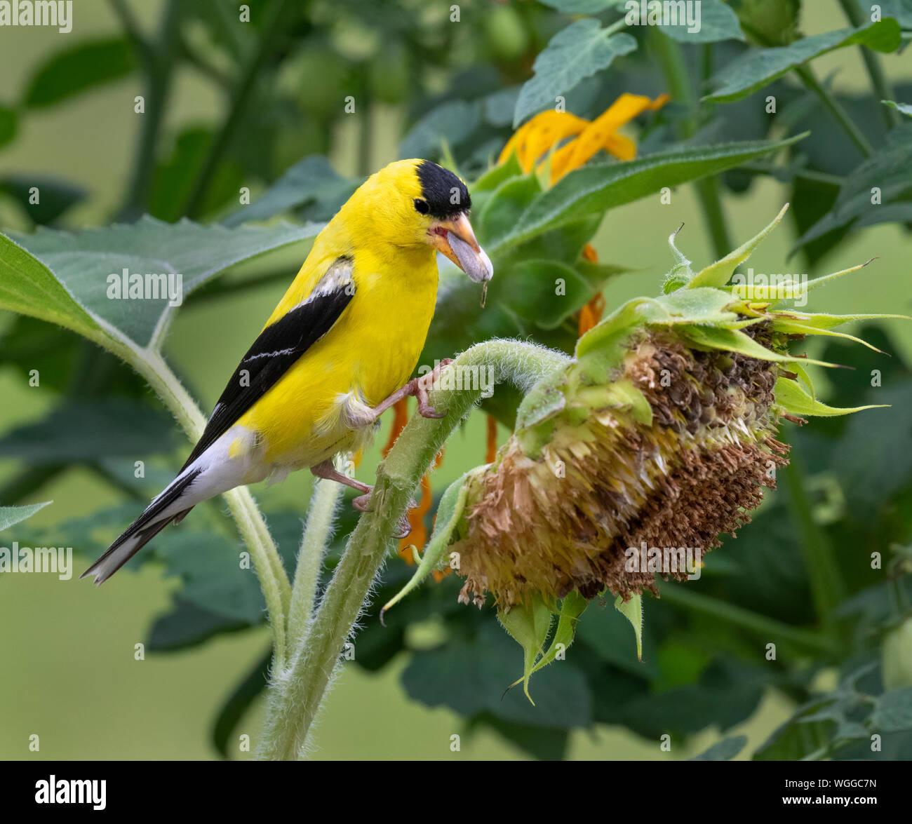 American goldfinch (spinus Tristis) männliche Fütterung auf Sonnenblumen, Iowa, USA. Stockfoto