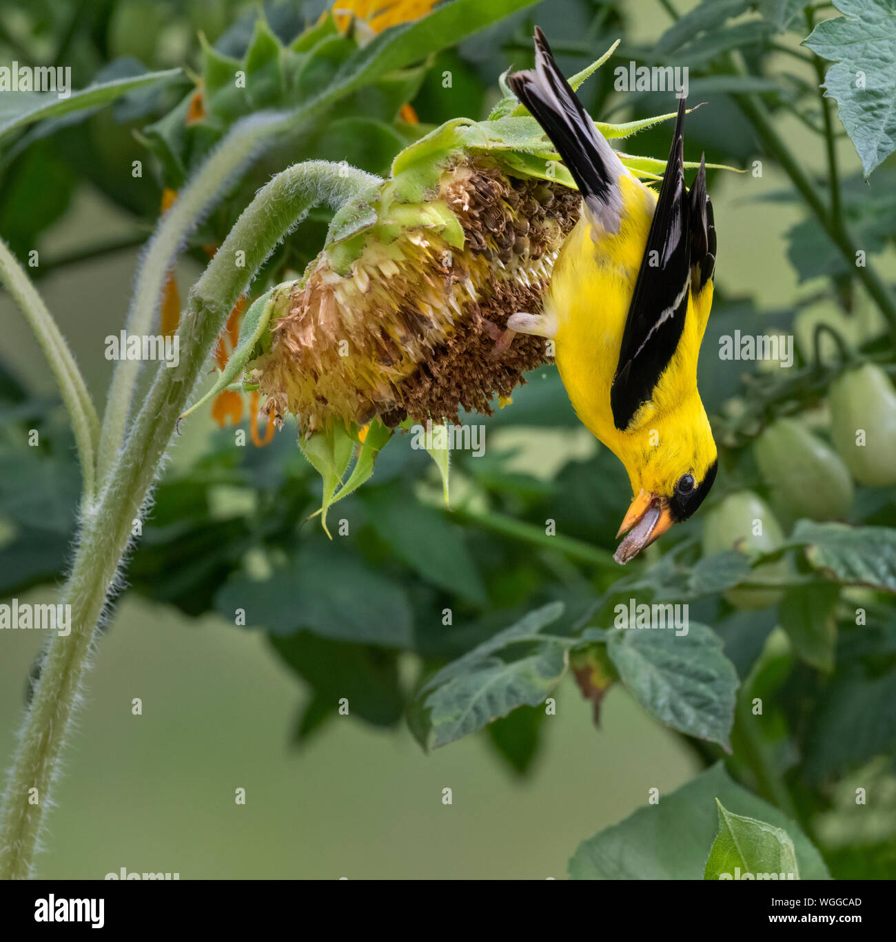 American goldfinch (spinus Tristis) männliche Fütterung auf Sonnenblumen, Iowa, USA. Stockfoto
