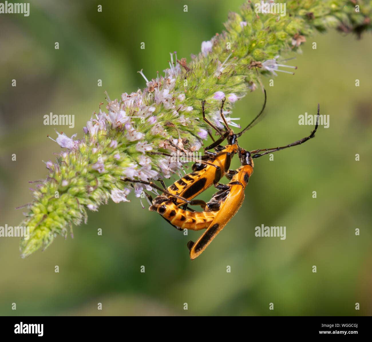 Goldrute Soldat Käfer (Chauliognathus pennsylvanicus) Paaren auf Minze Blume, Iowa, USA. Stockfoto