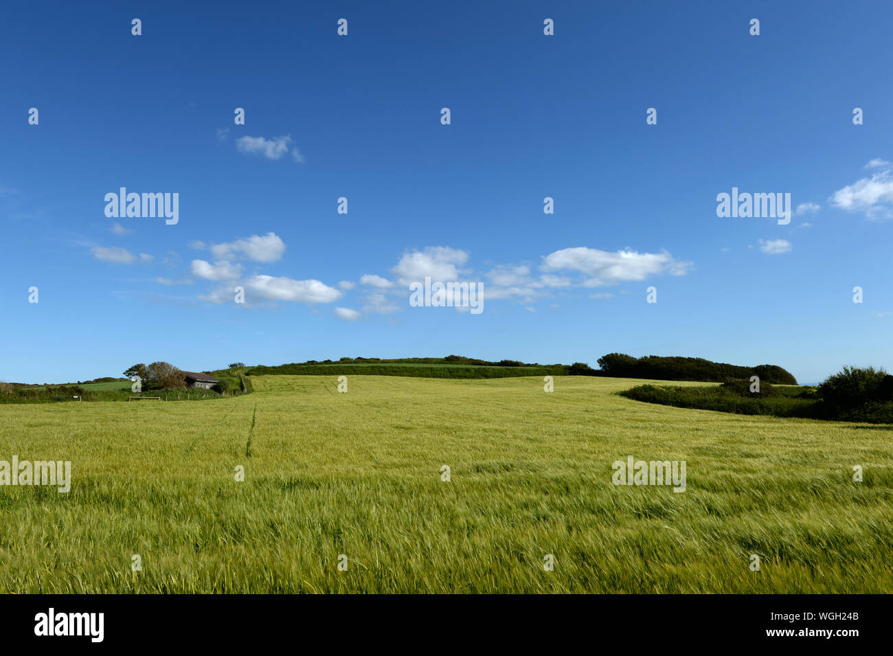 Bereich der grünen Weizen in den Wind auf einem sanft gerundete Hügel gekrönt mit blauem Himmel und weißen Wolken Stockfoto