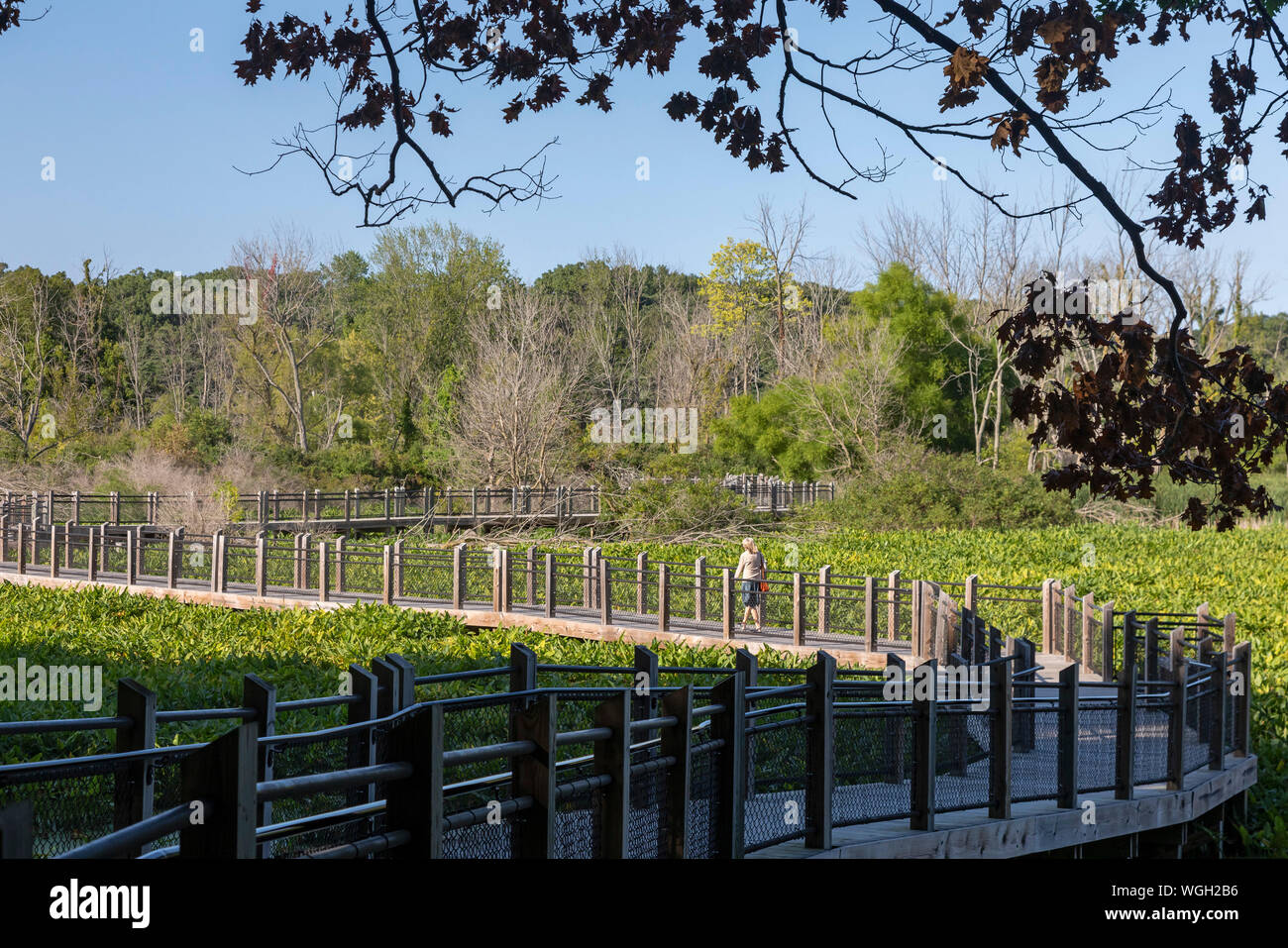 Neue Buffalo, Michigan - ein Marsh Boardwalk in Galien River County Park. Das Gebiet ist Teil der neuen Buffalo Marsh, ein Feuchtgebiet in der Nähe der Mündung des Gal Stockfoto
