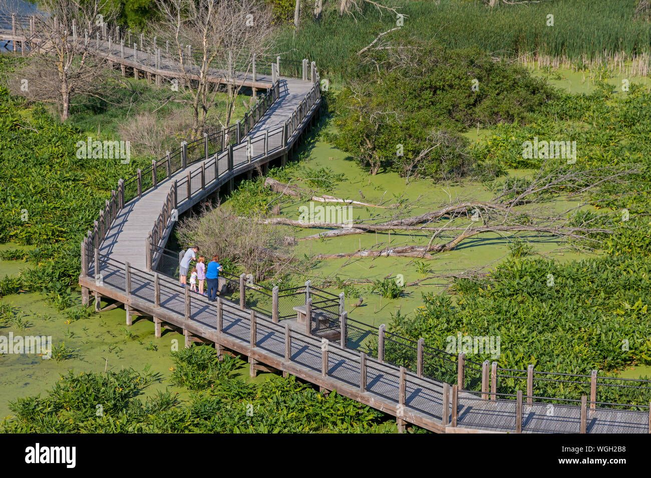 Neue Buffalo, Michigan - ein Marsh Boardwalk in Galien River County Park. Das Gebiet ist Teil der neuen Buffalo Marsh, ein Feuchtgebiet in der Nähe der Mündung des Gal Stockfoto