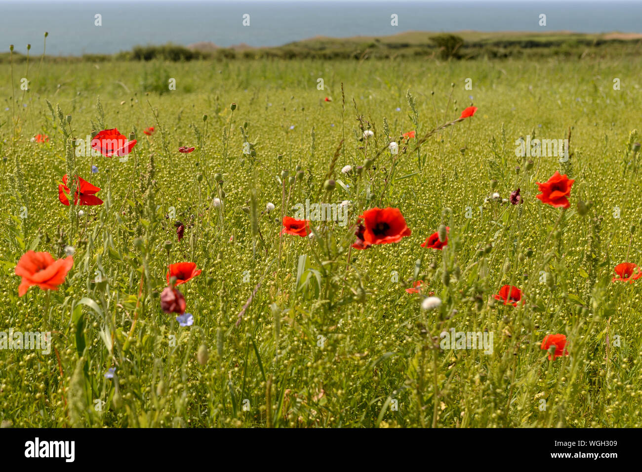 Wiese reich an farbenfrohen roter Mohn, die Samen für Vögel und Blumen für Insekten Stockfoto