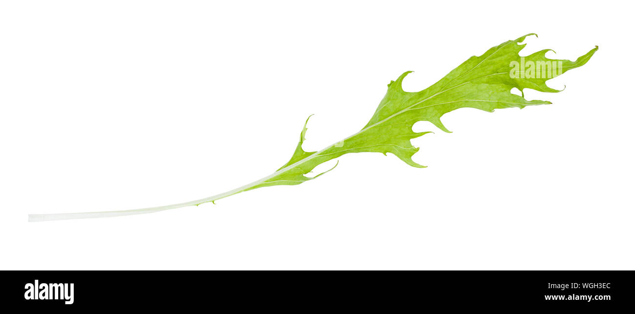 Grünes Blatt von mizuna (Japanische senfgrüns) Kraut auf weißem Hintergrund Stockfoto