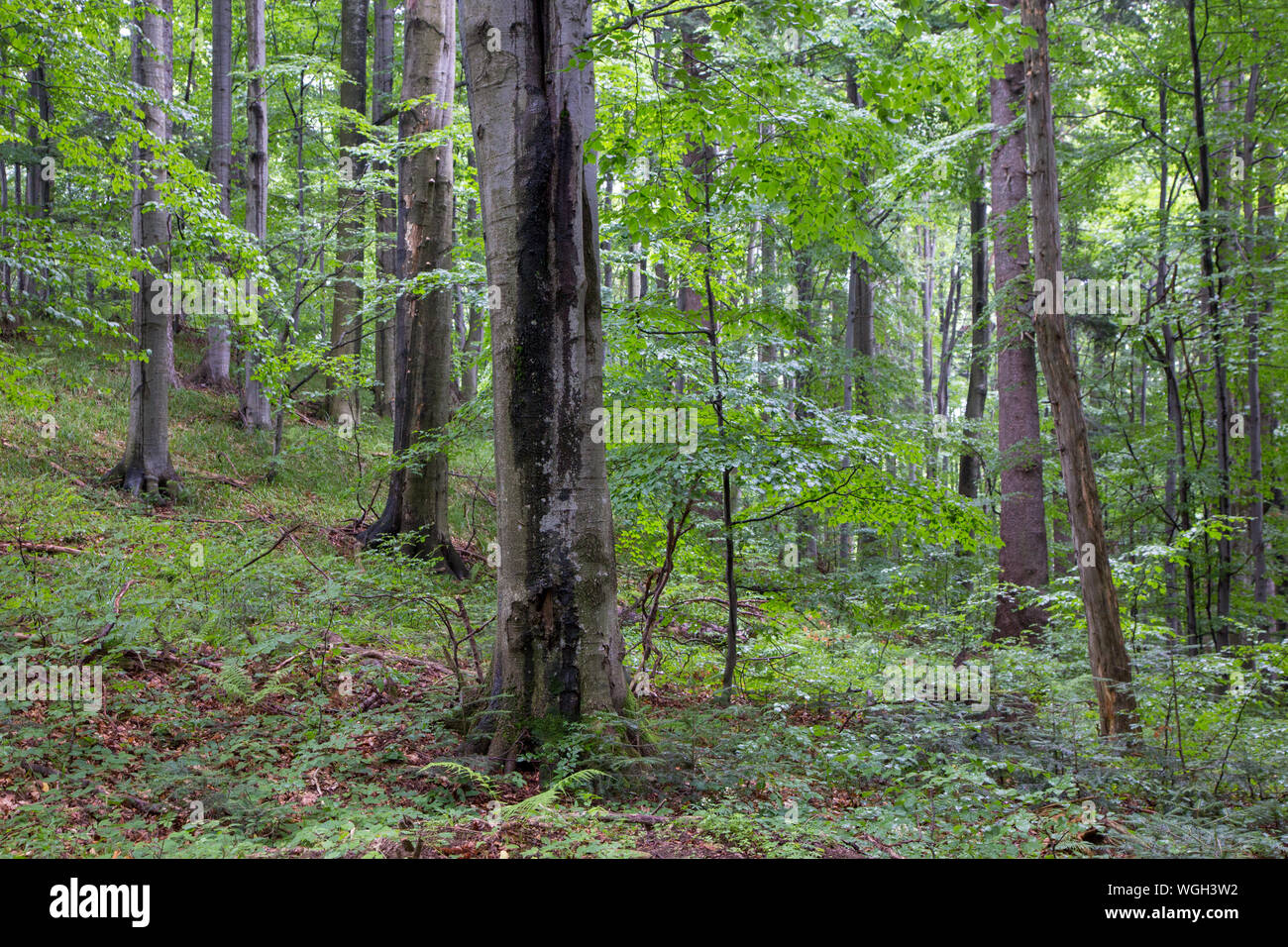 Natürliche gemischte stand von Bieszczady Gebirge im Sommer Regen nach mit zwei alten Bergahorn Baum im Vordergrund, Bieszczady, Polen, Europa Stockfoto