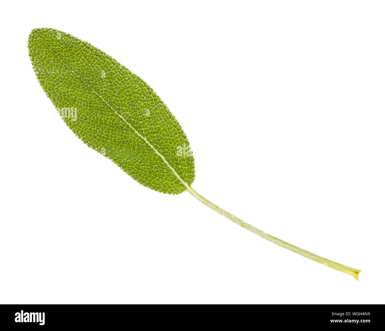 Frische Blätter Salbei (Salvia officinalis) Pflanze isoliert auf weißem Hintergrund Stockfoto