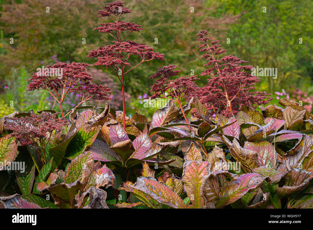 Blüten und Blumen Stockfoto