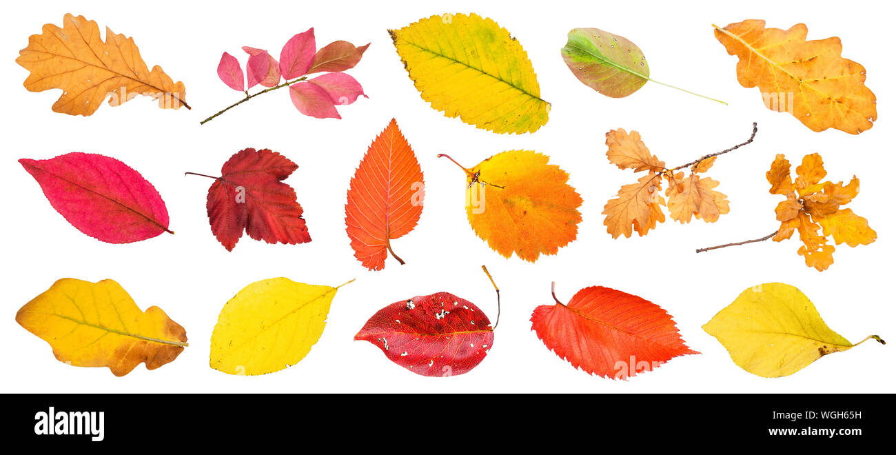 Viele verschiedene Herbst Blätter und Zweige auf weißem Hintergrund Stockfoto