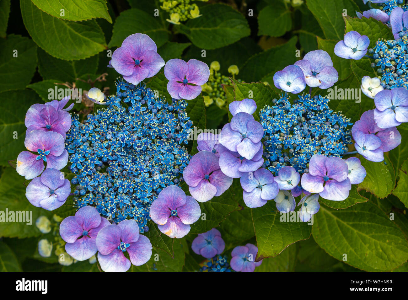 Wunderschöne Hortensie mit blauen Blumen und grüne Blätter, Bild in den Niederlanden Stockfoto