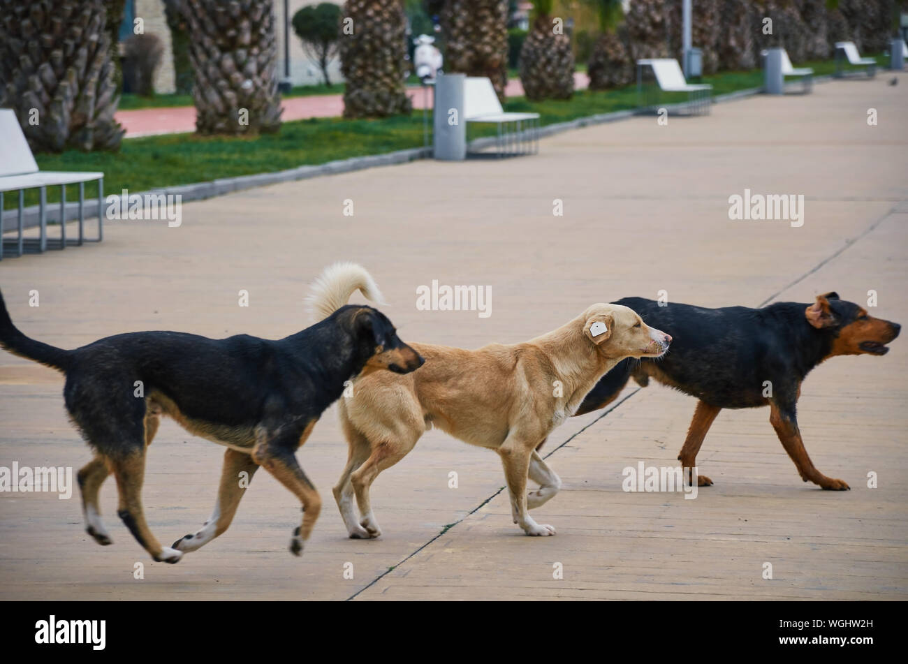 Eine Gruppe von streunenden Hunden überqueren Sie die Straße in einer Stadt Park. Leben der Straße doggies. Foto mit blur in Bewegung. Stockfoto
