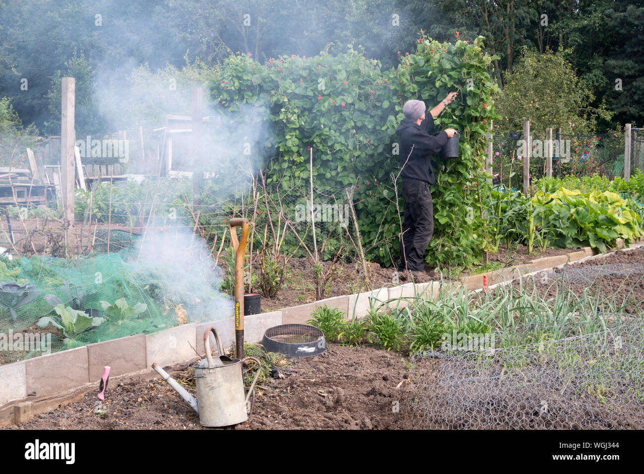 Ältere Mann picking runner Bohnen auf eine Zuteilung während Rauch driftet gegenüber von einem Garten Feuer, England, Großbritannien Stockfoto