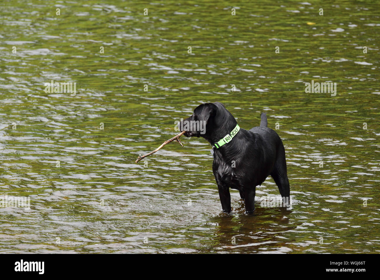 Schwarzer Labrador Welpe mit Stick Paddeln in den Fluss Derwent Stockfoto